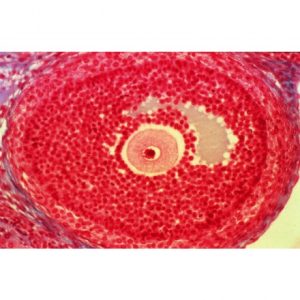 Ovaire, en ovogenèse, follicule de De Graaf, lapine