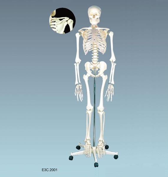 Modèle squelette humain 170 cm – anatomie adulte